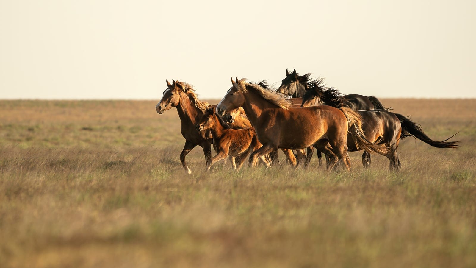 Kalmyk horses running across dry steppe grass, Chyornye Zemli Nature Reserve, Russia.