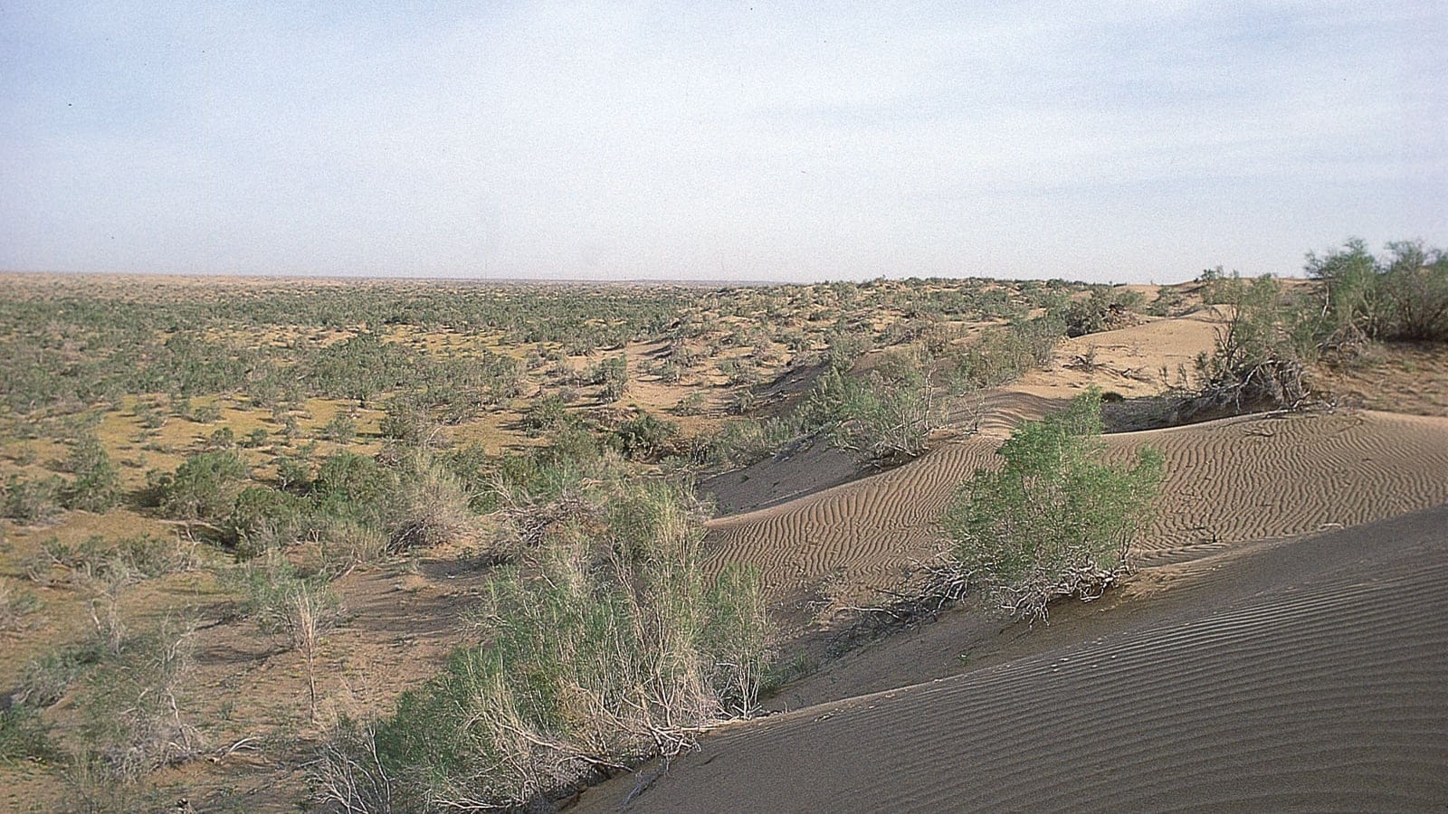 Arid Central Asian southern desert landscape with sparse vegetation and open dry ground.