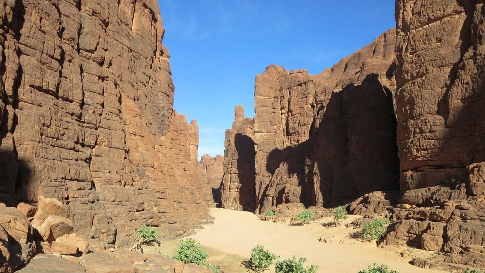 Ennedi canyon and sparse xeric mountain vegetation in the eastern Sahara.