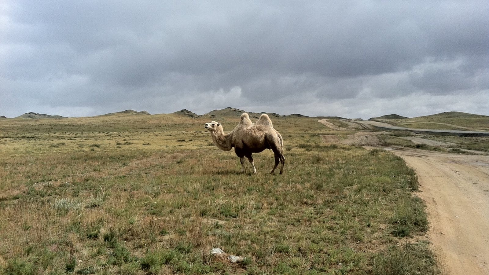 A Bactrian camel on short desert steppe below low hills in Bayankhongor, Mongolia.