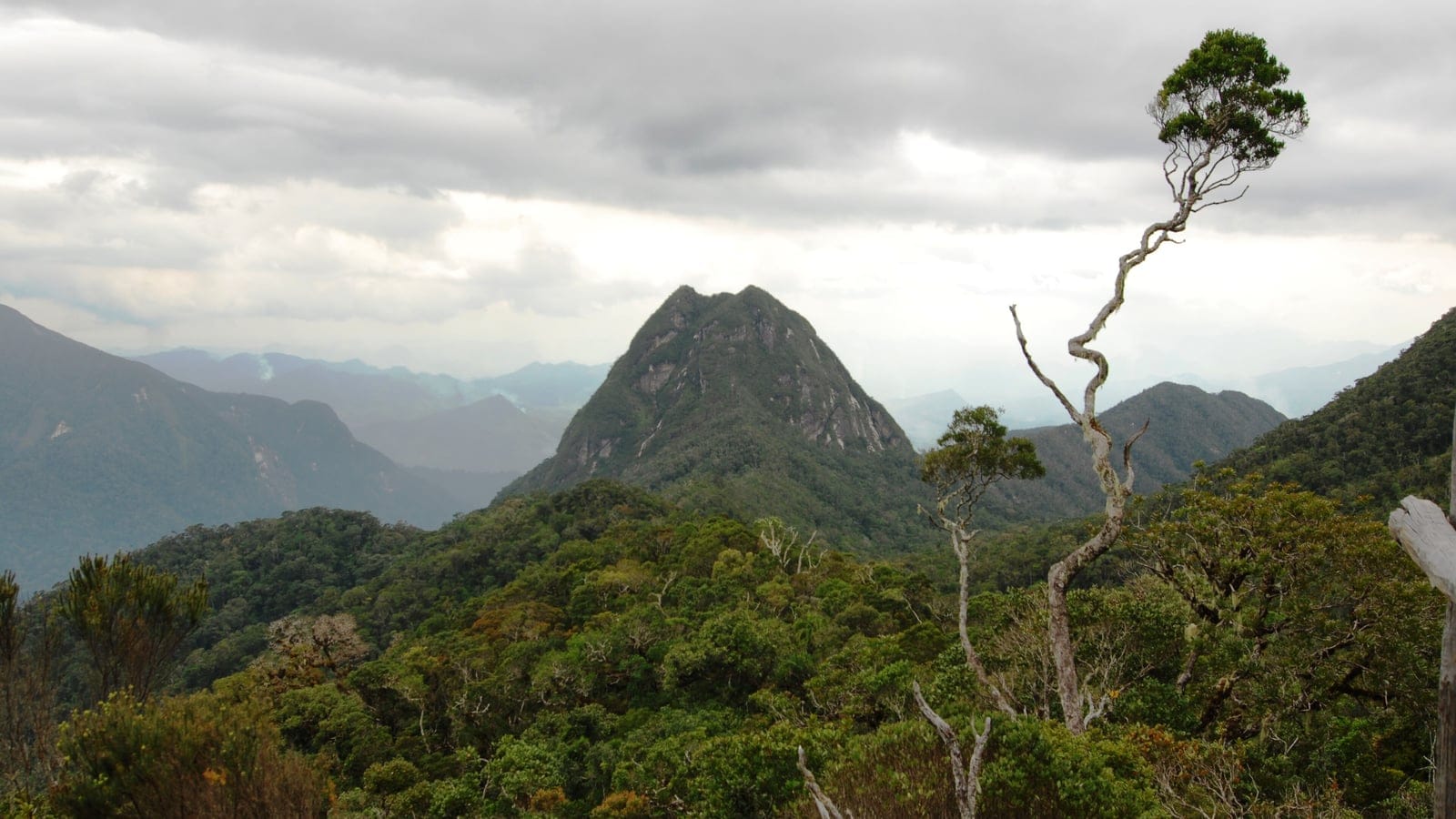 Wind-shaped shrubs above montane forest below a granite peak in Marojejy, Madagascar.