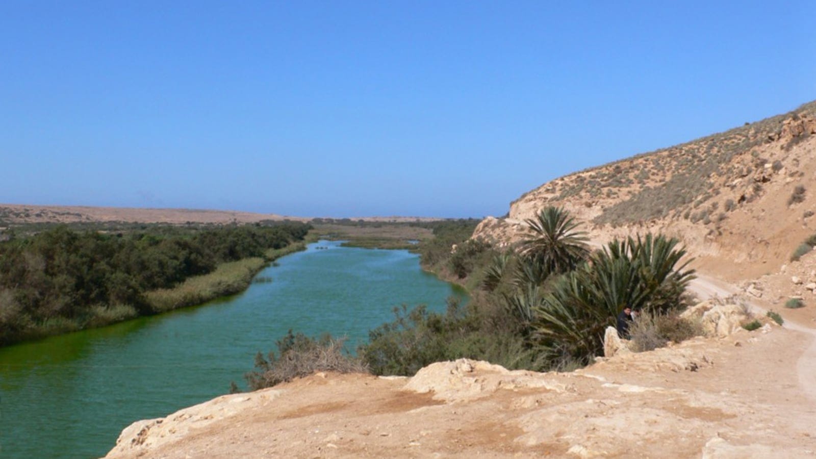Reeds and palms along the Oued Massa lagoon below arid hills, Morocco.