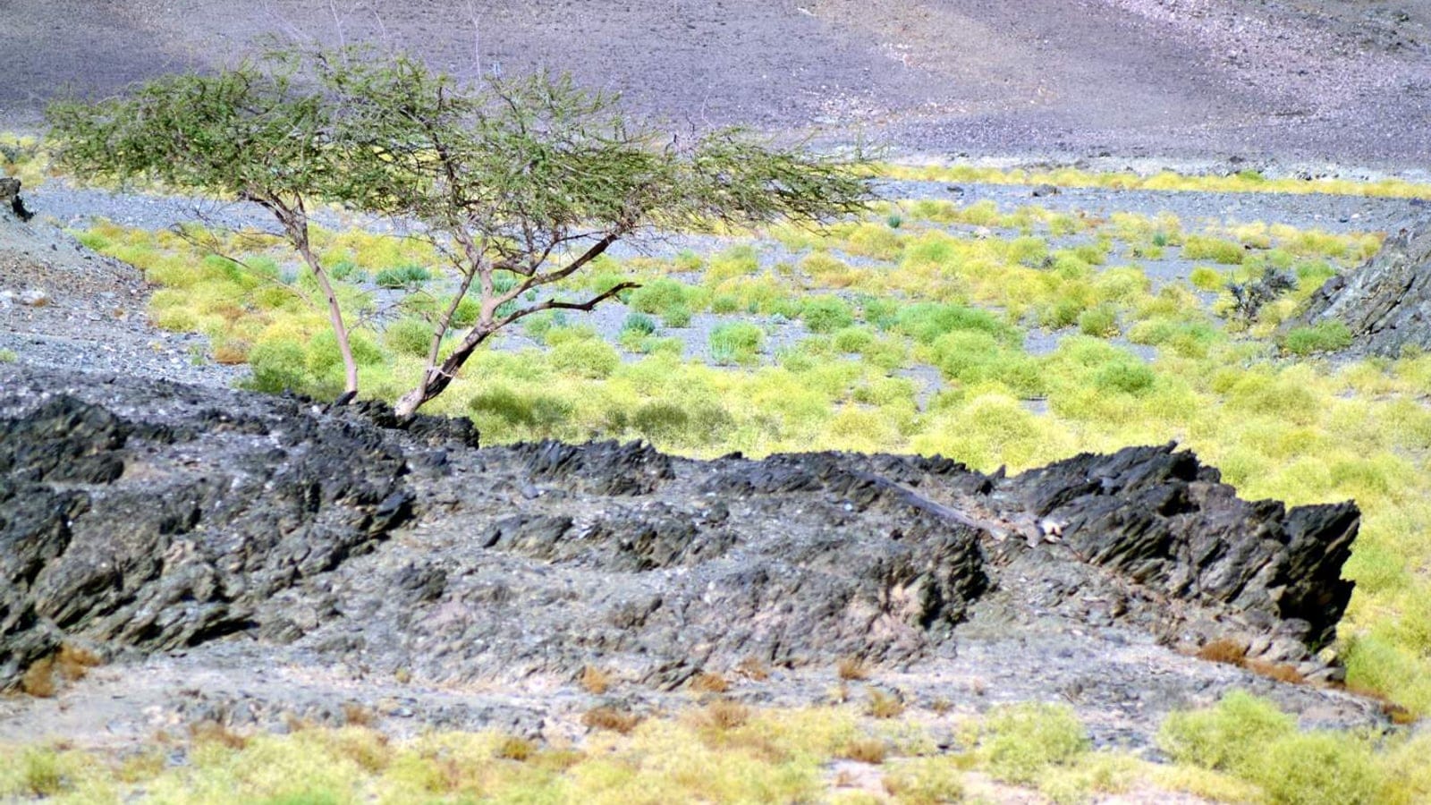 A wind-flagged acacia and yellow-green cushion shrubs on a gravel wadi floor near Wadi El Gemal, Egypt.