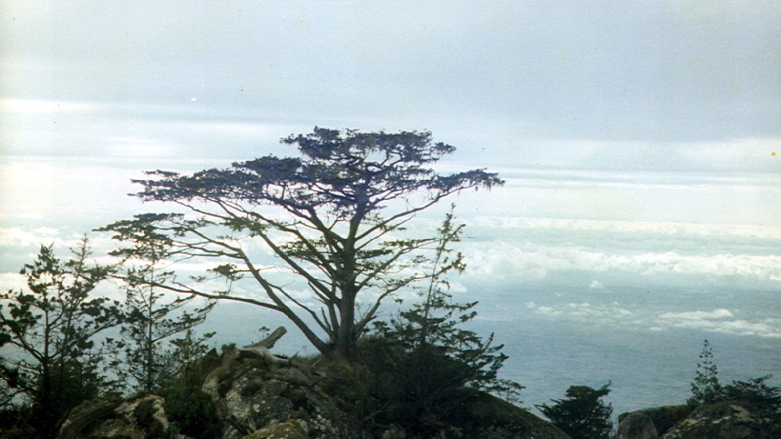 A flat crowned Mulanje cedar standing above a cloud sea on the Mulanje Massif, Malawi.