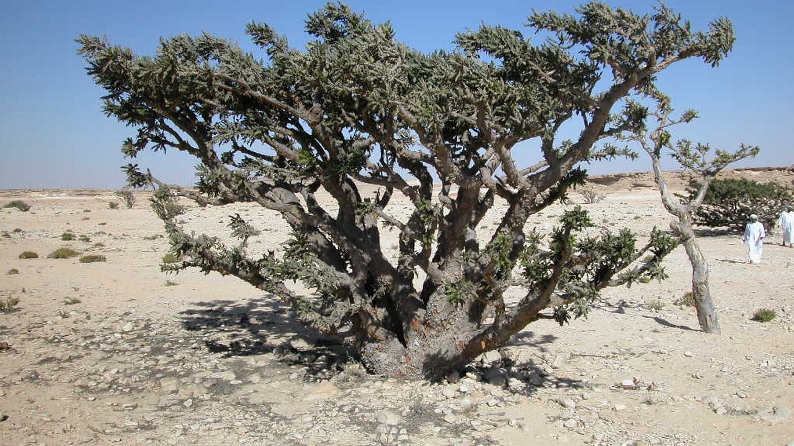 A frankincense tree, Boswellia sacra, spreading low over stony desert gravel in the Land of Frankincense, Oman.