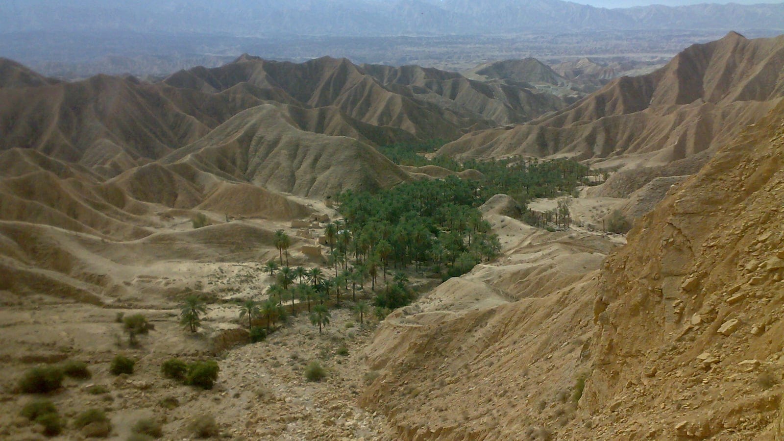 Date palms filling a gully between eroded marl badlands, Bushehr Province, Iran.