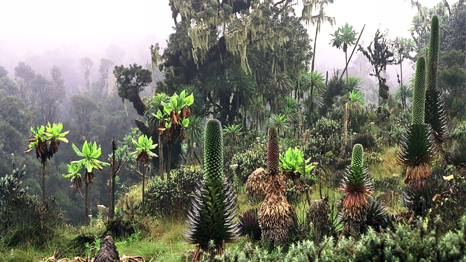 Giant lobelias and tree groundsels under lichen-draped trees in the Bujuku Valley, Rwenzori Mountains, Uganda.