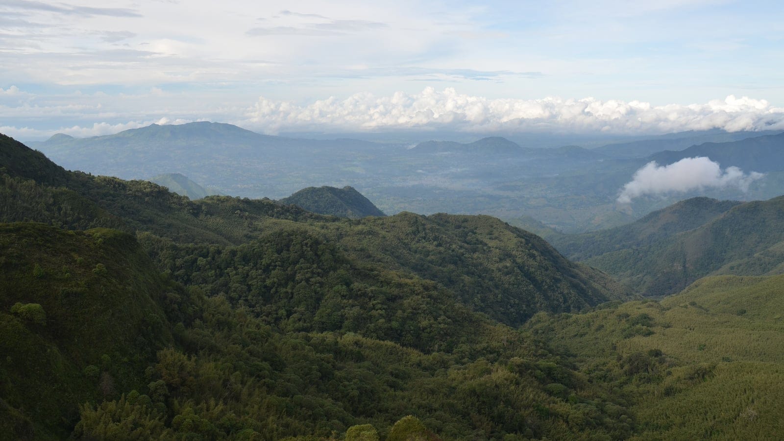 Montane forest covering ridge after ridge below a cloud deck, Kitulo National Park, Tanzania.