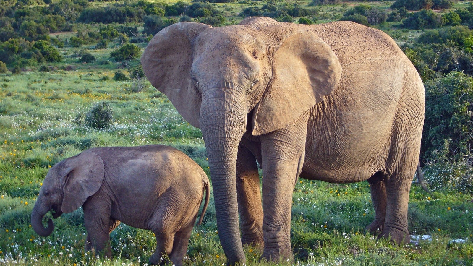 African elephant cow and calf in flowering herb sward backed by dense thicket clumps, Addo, South Africa.