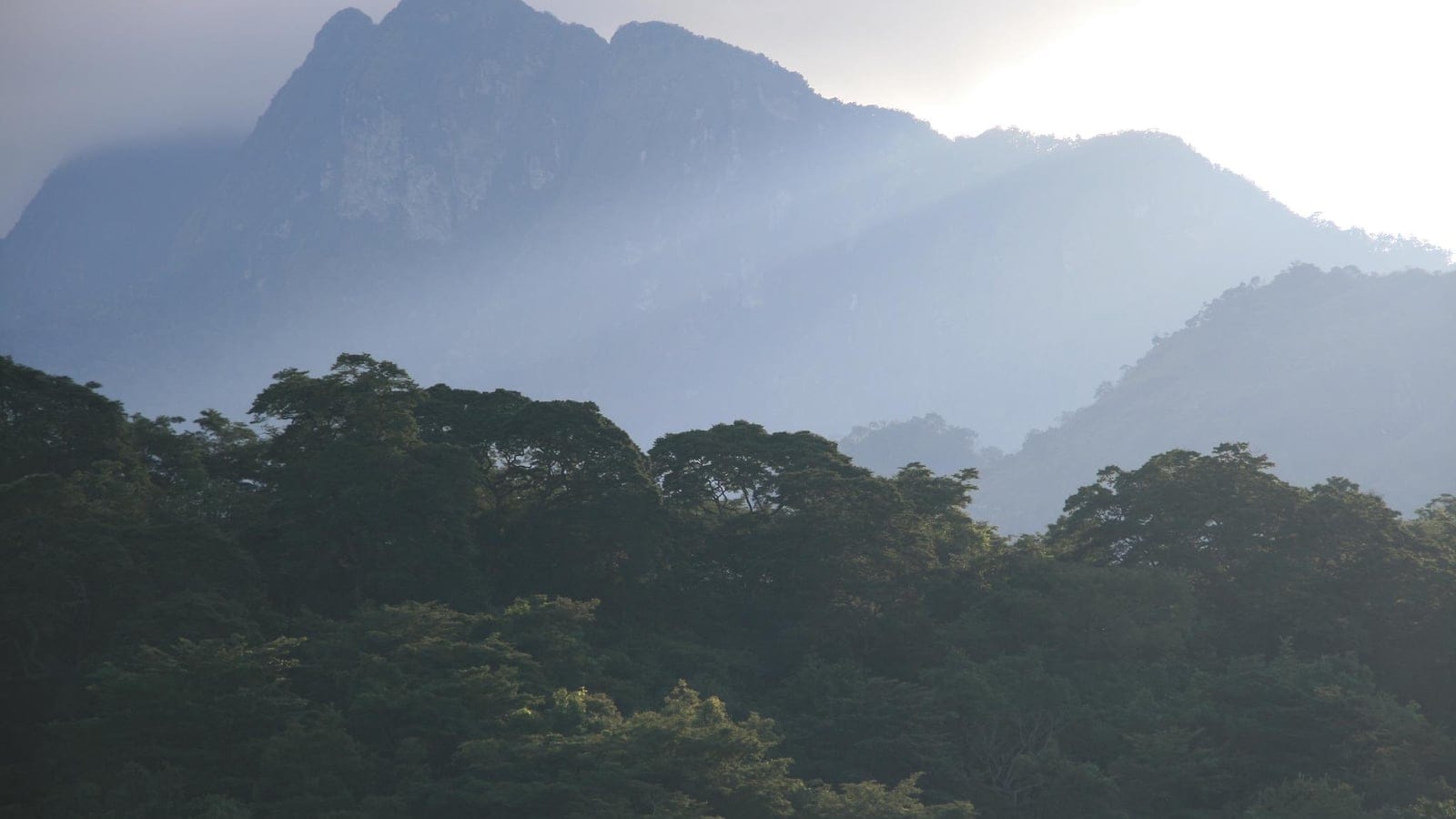 Broadleaf forest canopy below hazy escarpment ridges in the Udzungwa Mountains, Tanzania.