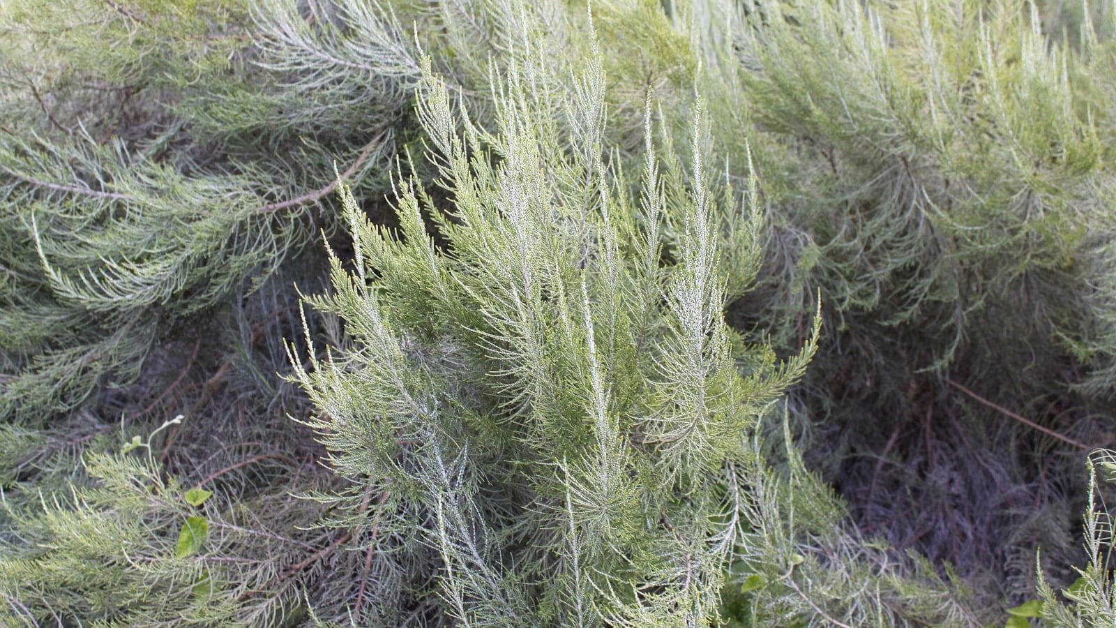 Dense grey-green renosterbos foliage filling a shrubland thicket near Cape Town, South Africa.