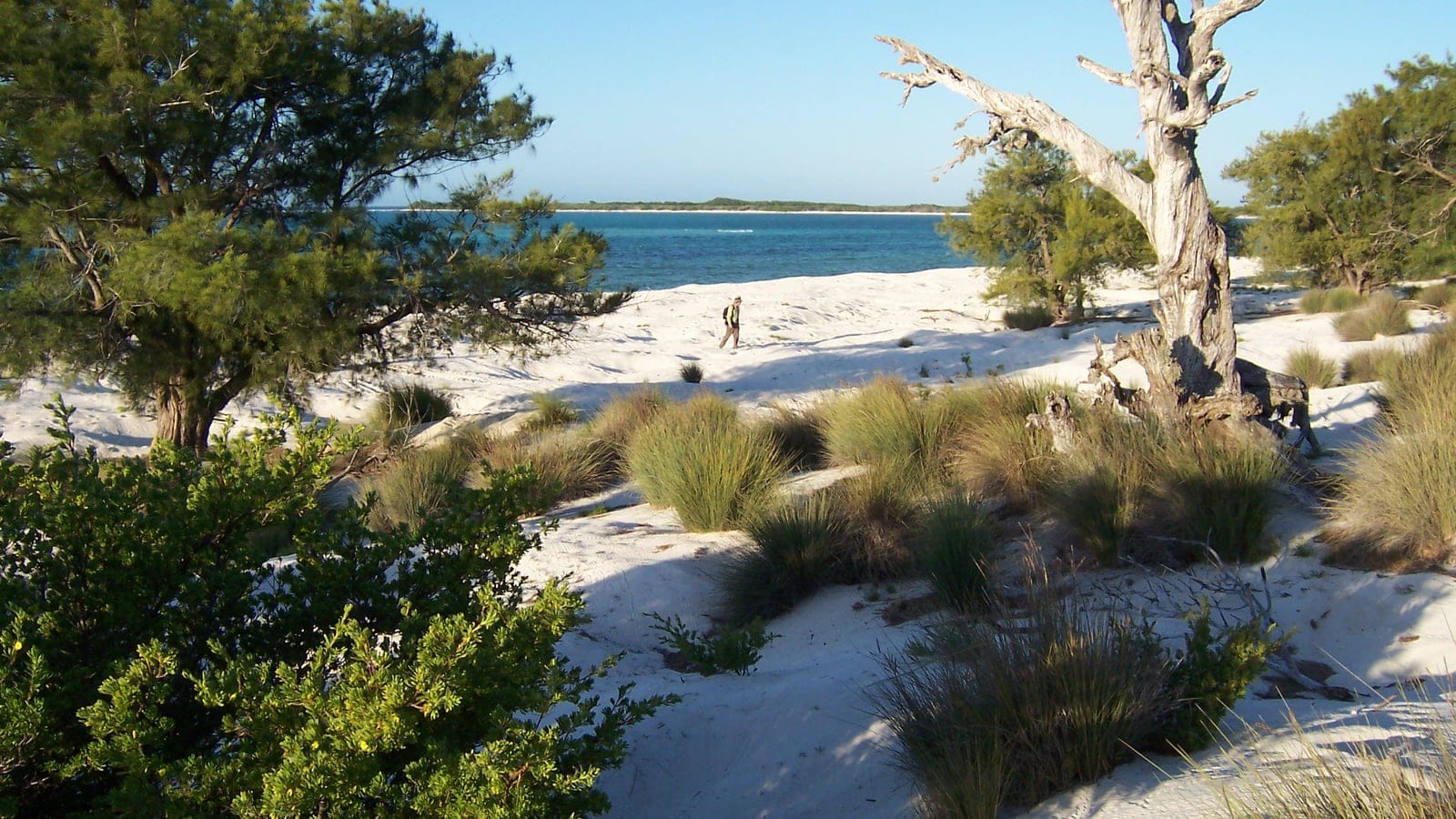 Casuarina trees and grass tussocks on white coastal dune sand, Europa Island, French Southern Territories.