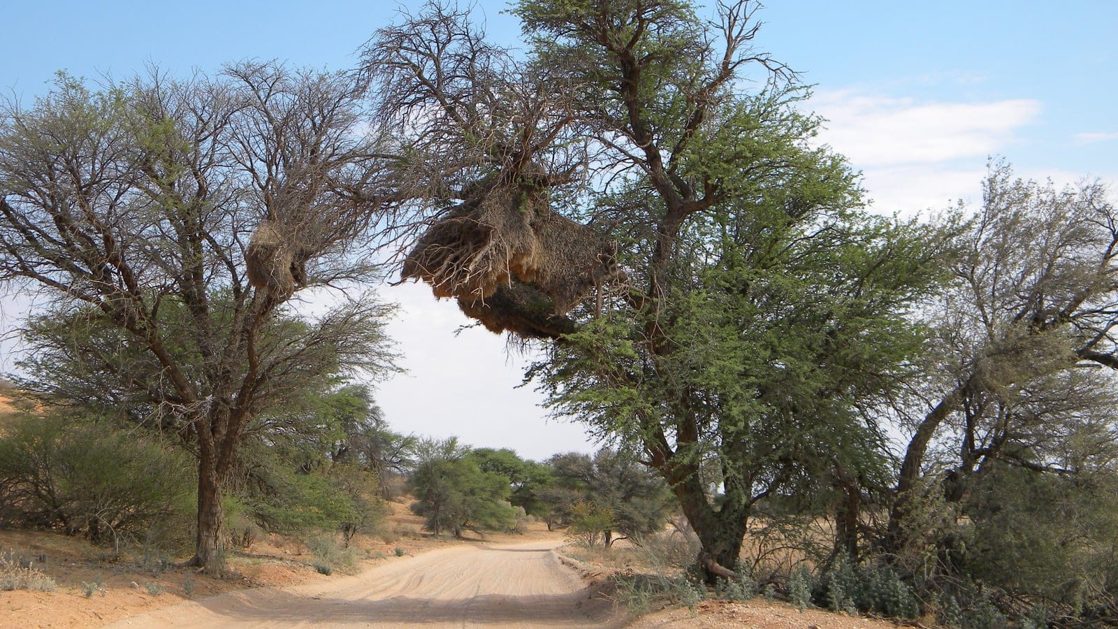 Arid red-sand Kalahari savanna landscape at Mabuasehube with sparse vegetation and large sociable weaver bird nests.