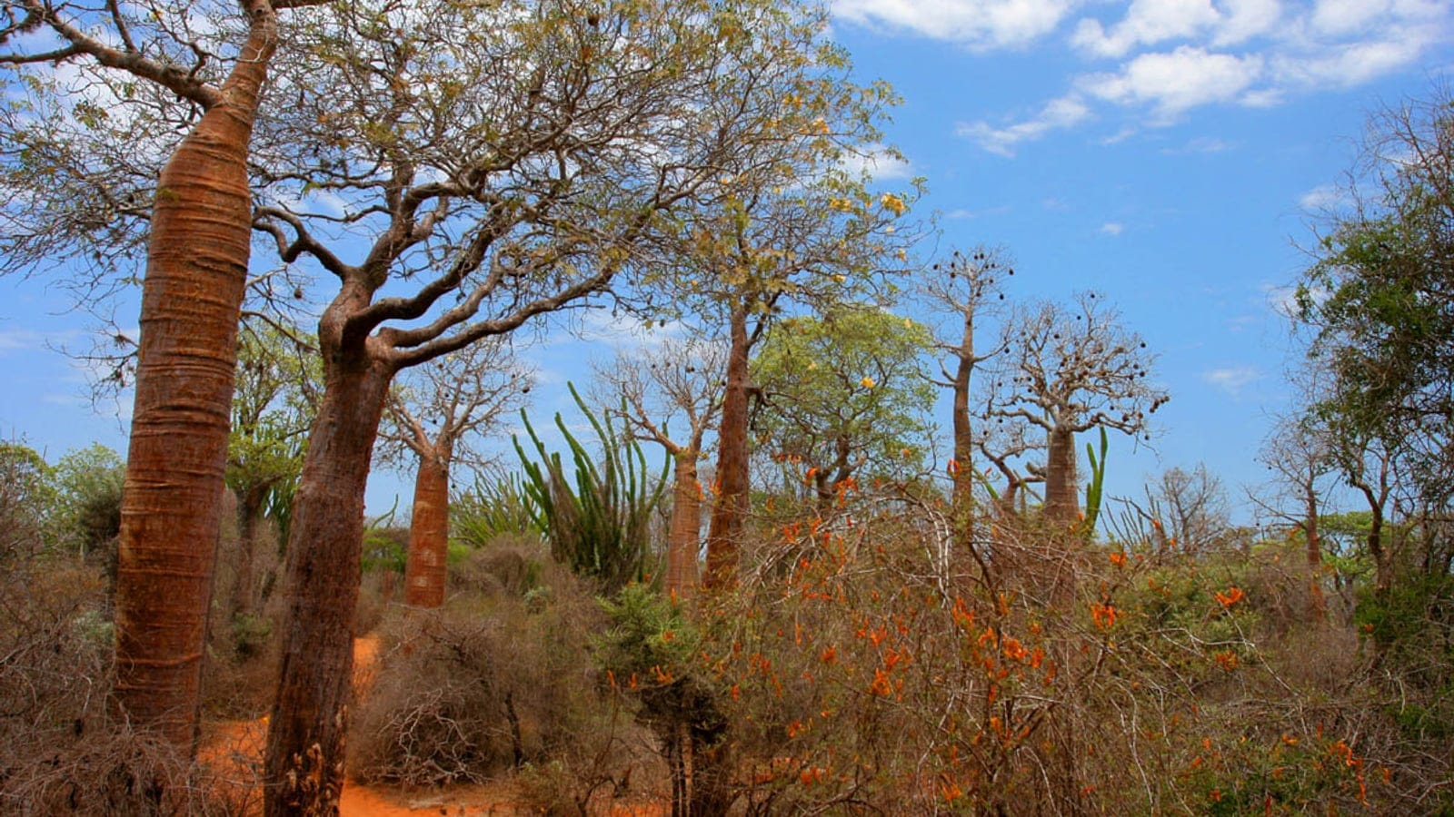 Baobabs y árboles pulpo sobre matorral espinoso en el bosque espinoso de Ifaty, Madagascar.