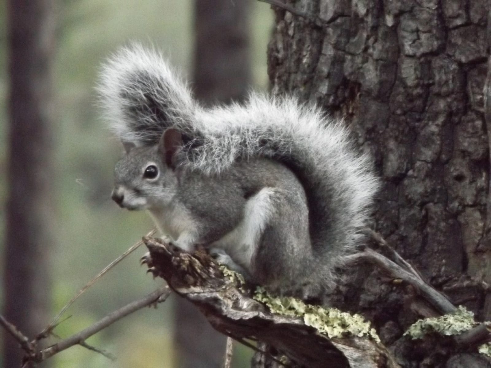Photo of Abert's squirrel