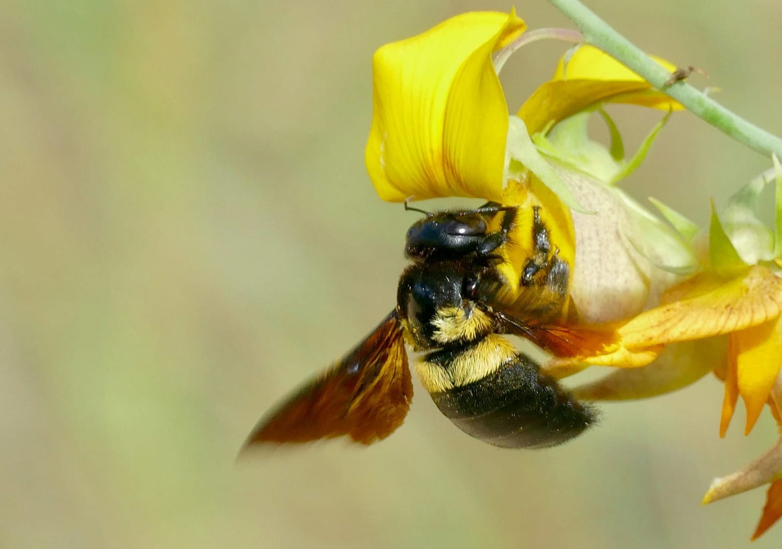 Photo of African carpenter bee