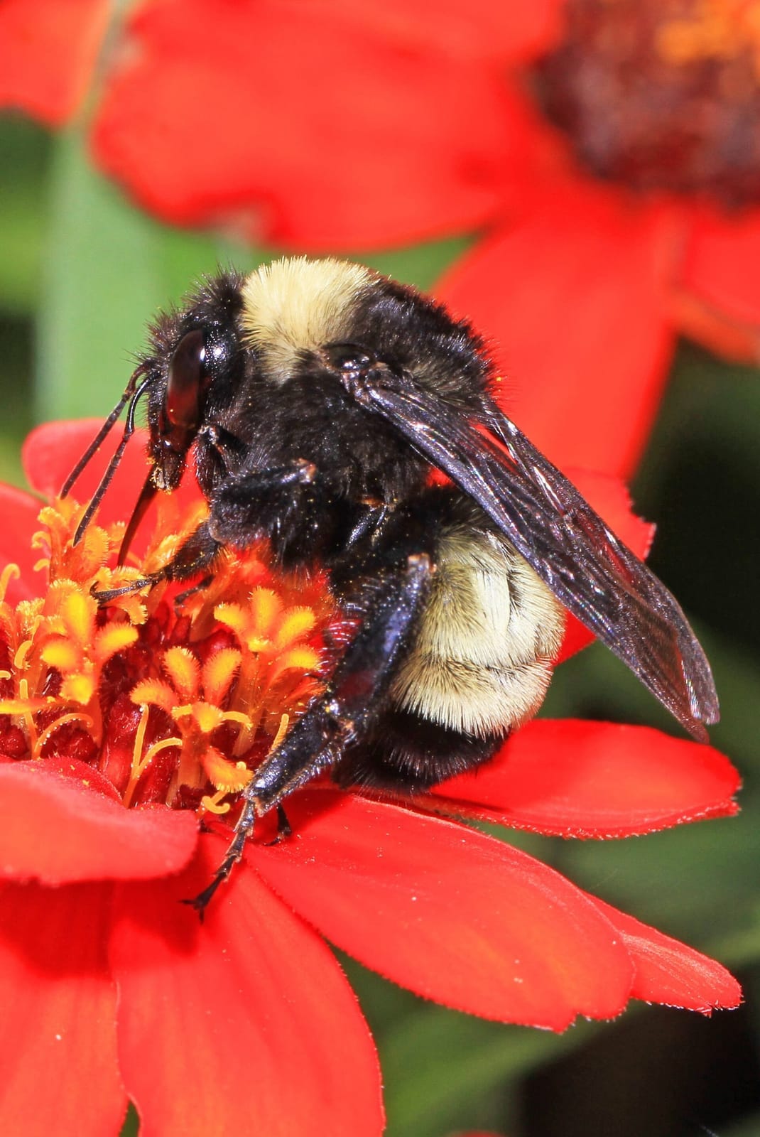 Photo of American bumblebee