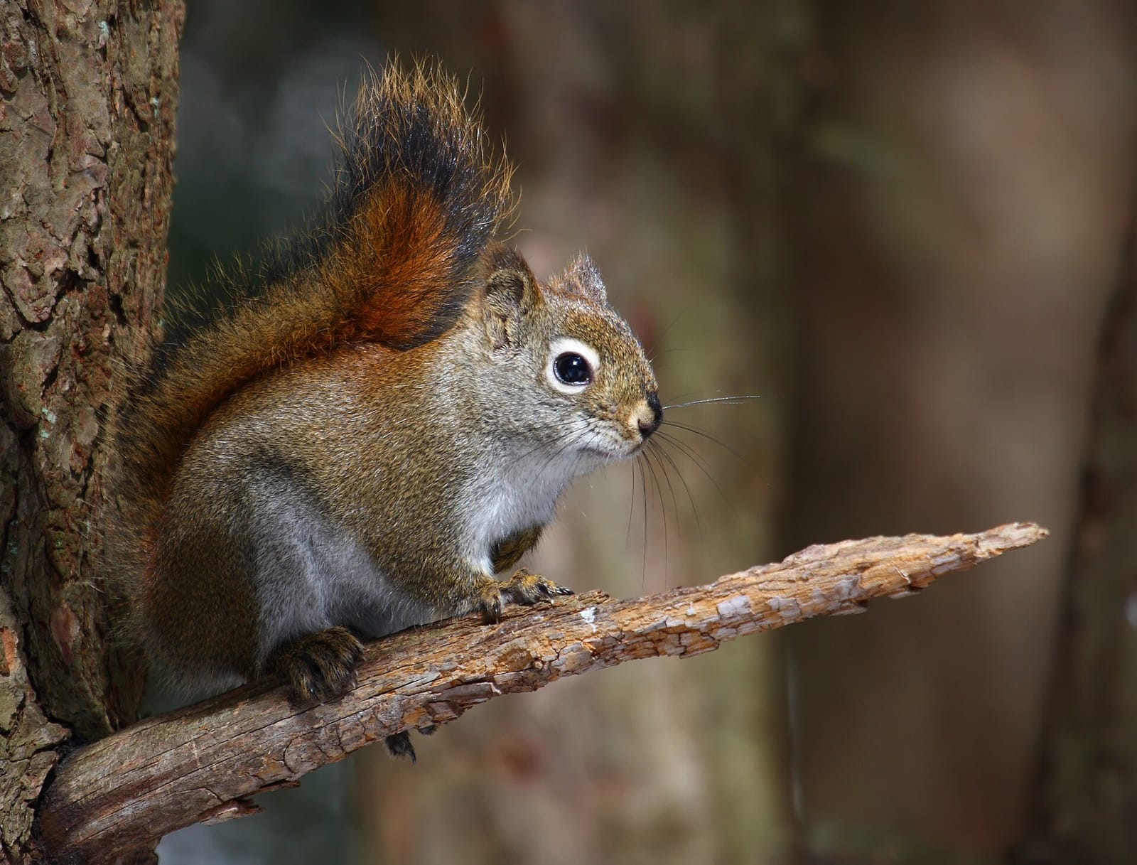 Photo of American red squirrel