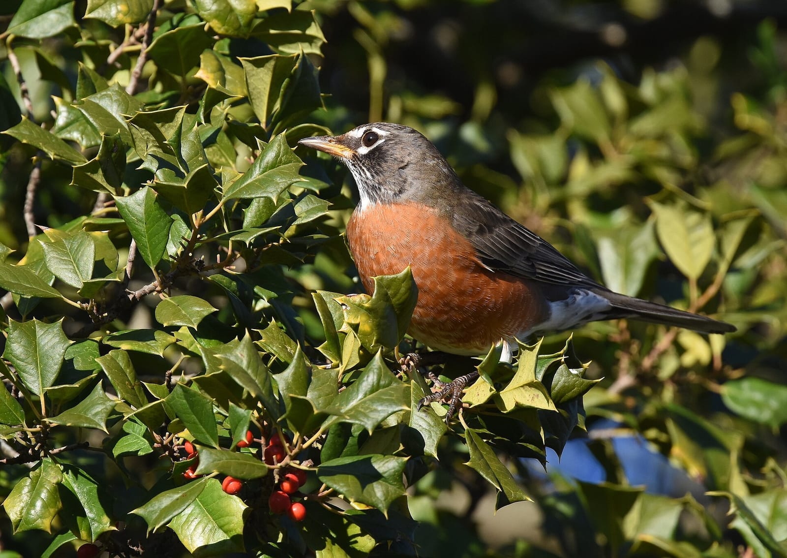 Photo of American robin