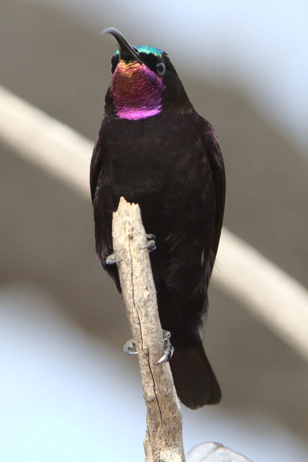 Photo of Amethyst sunbird
