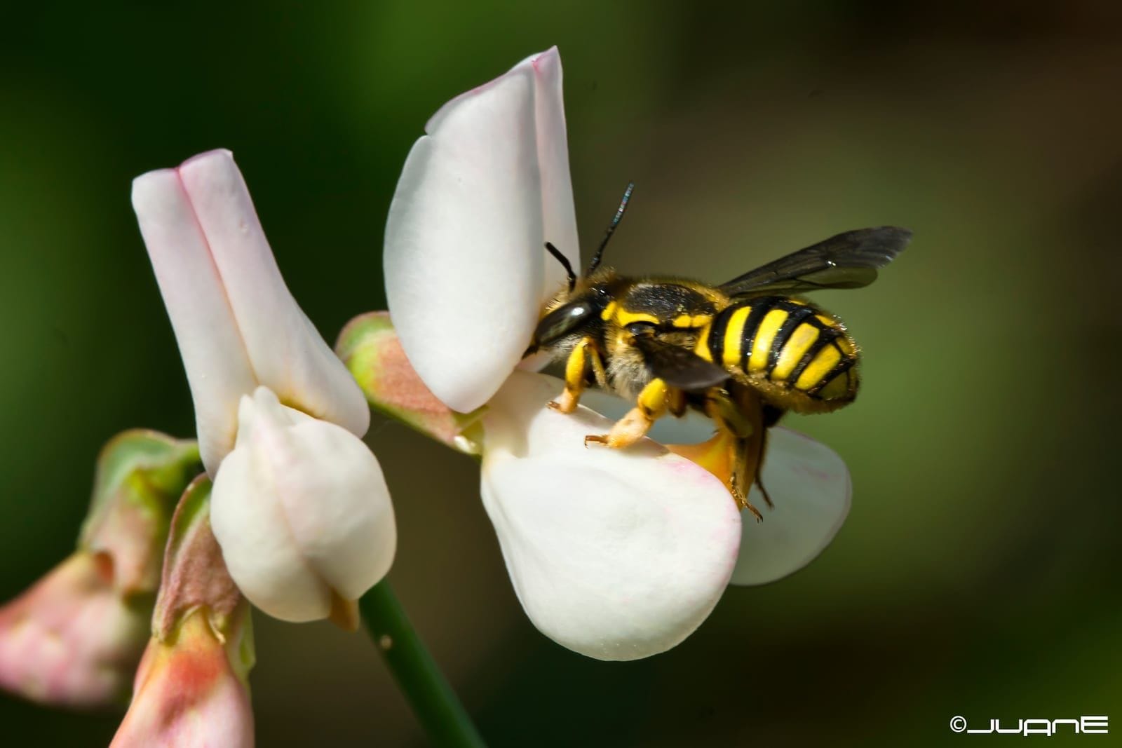 Foto de Abeja cardadora europea