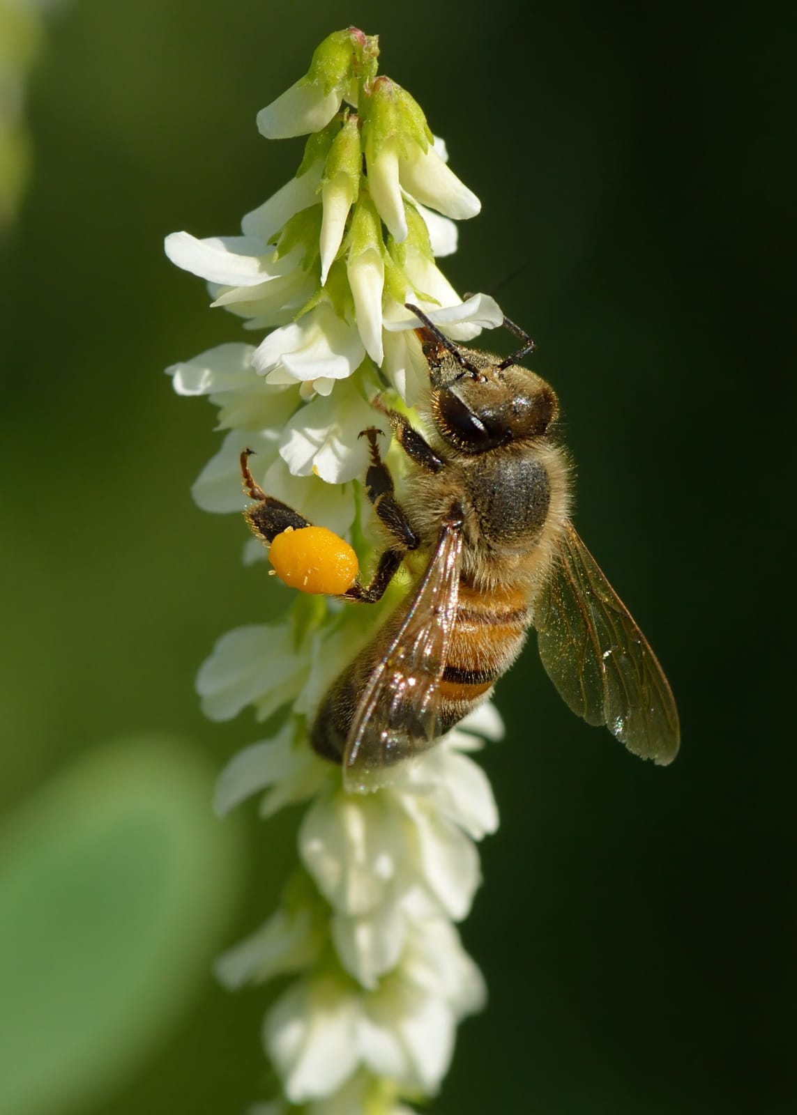 Foto de Abeja melífera europea