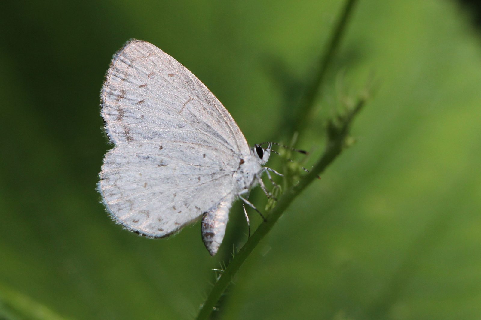 Photo of Appalachian azure