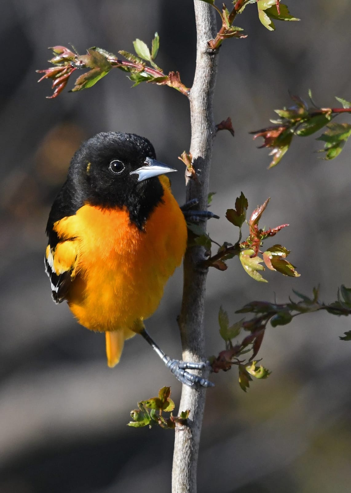 Photo of Baltimore oriole