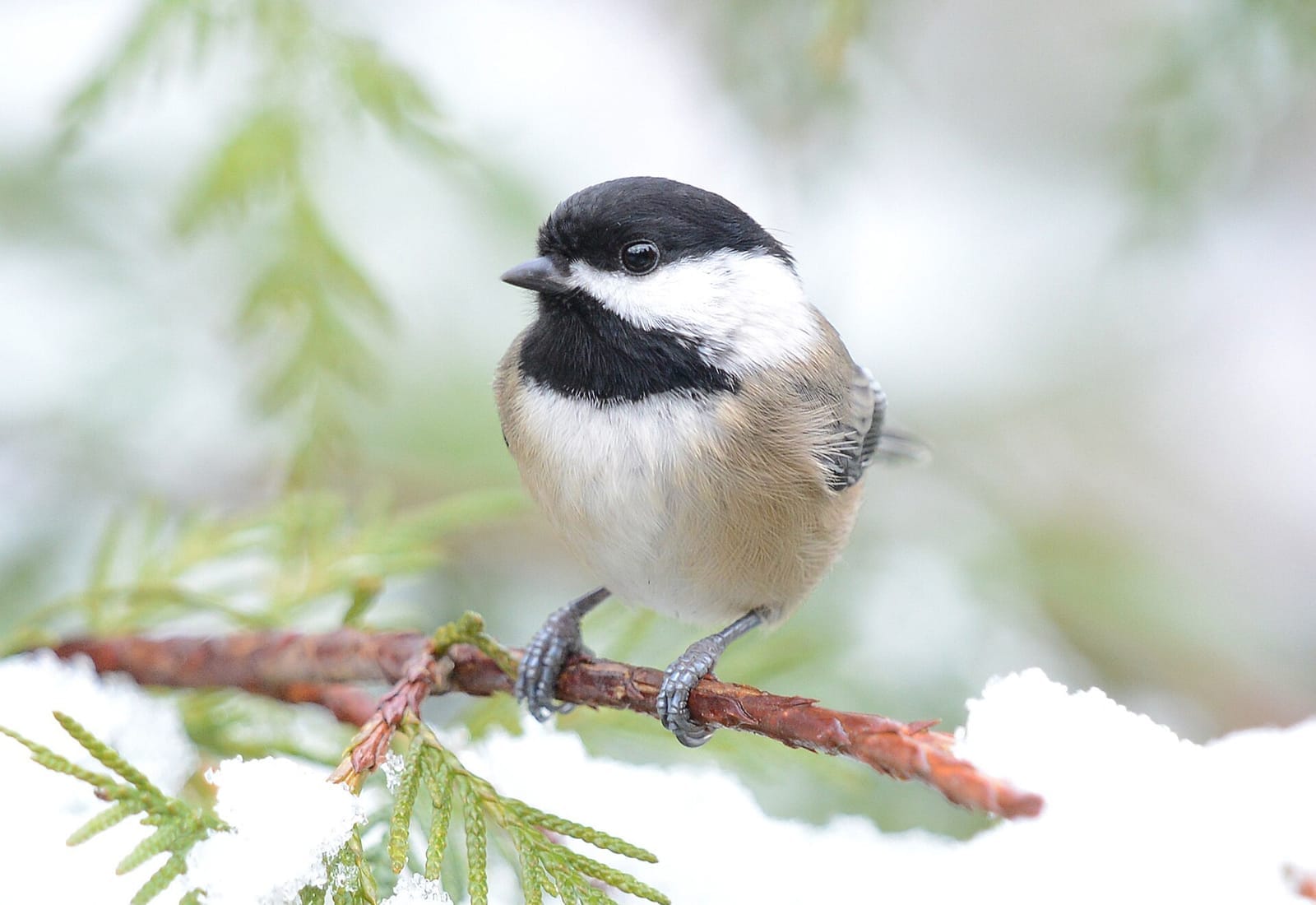 Photo of Black-capped chickadee