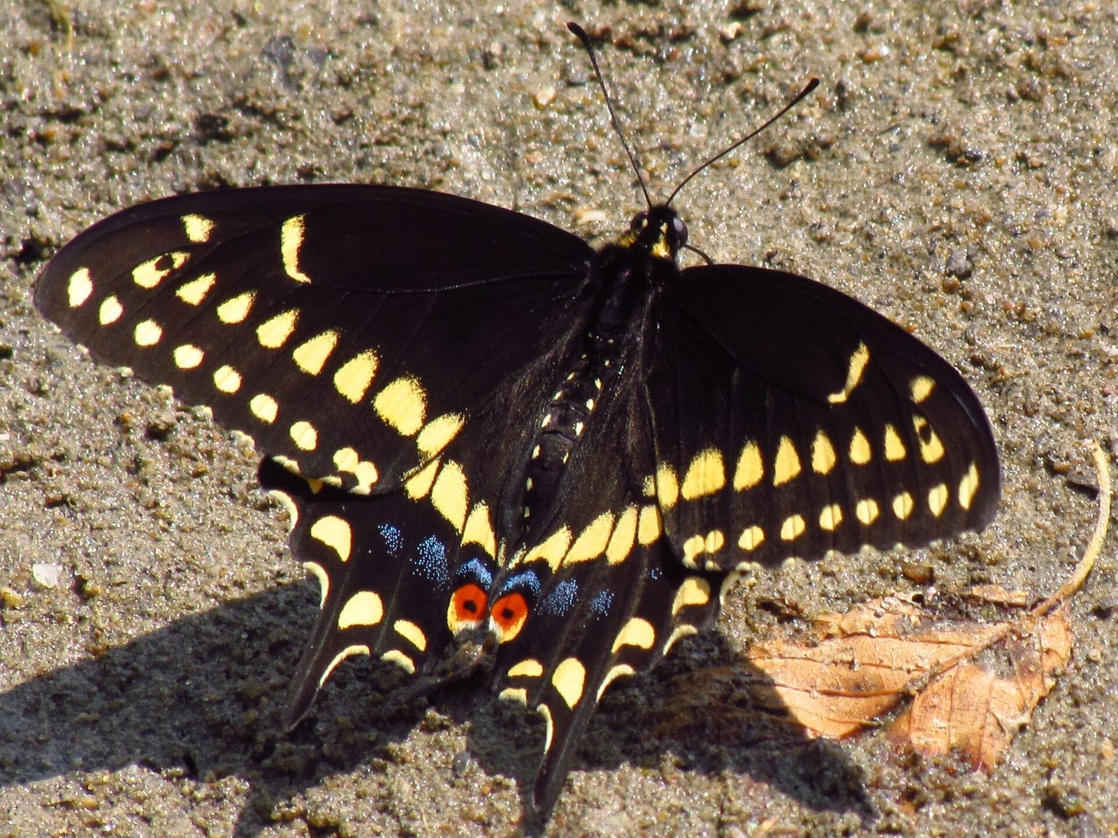 Photo of Black swallowtail