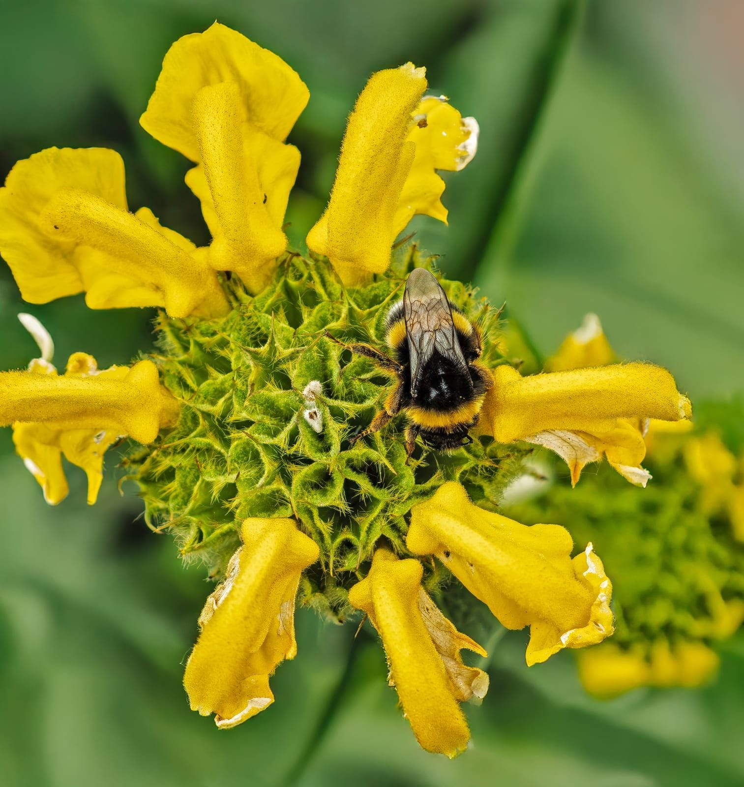 Photo of Buff-tailed bumblebee