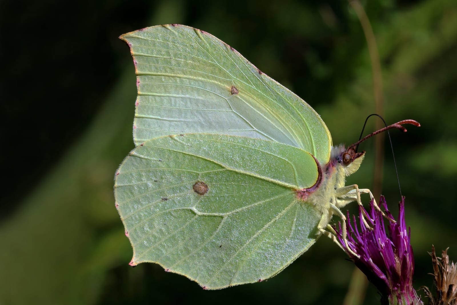 Photo of Brimstone