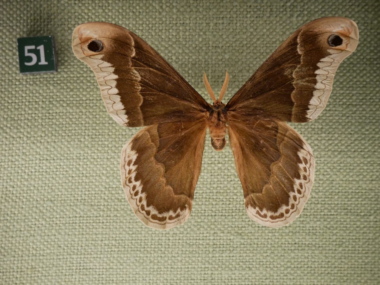 Photo of Promethea silkmoth