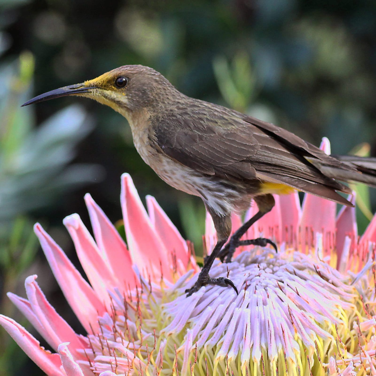 Photo of Cape sugarbird