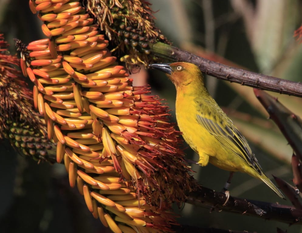 Photo of Cape weaver