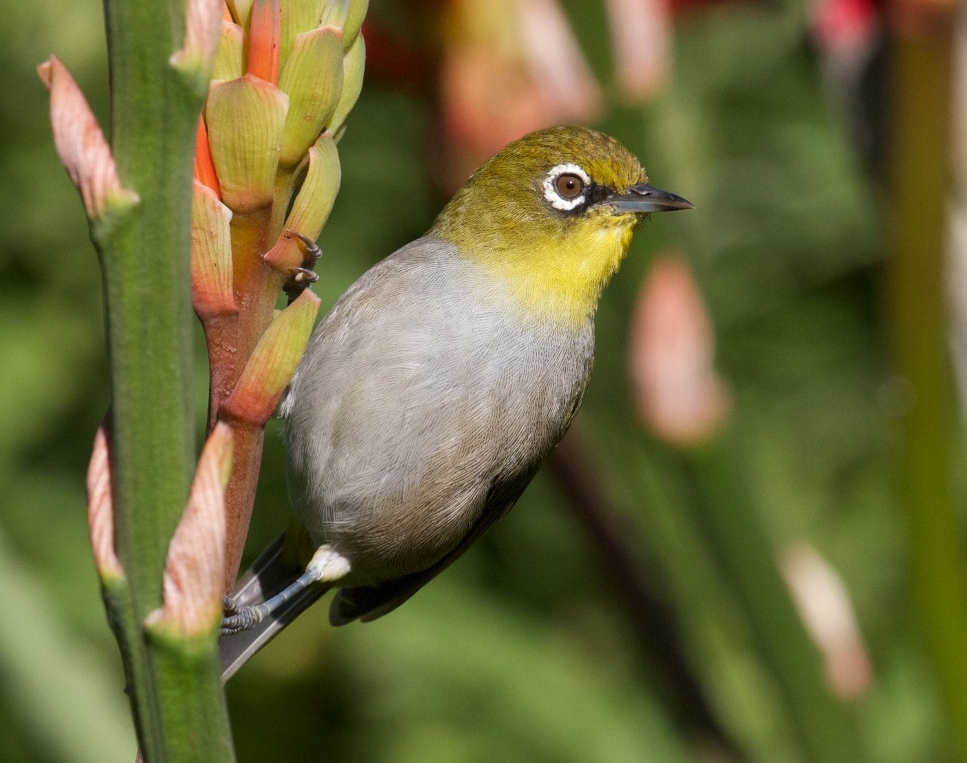 Photo of Cape white-eye