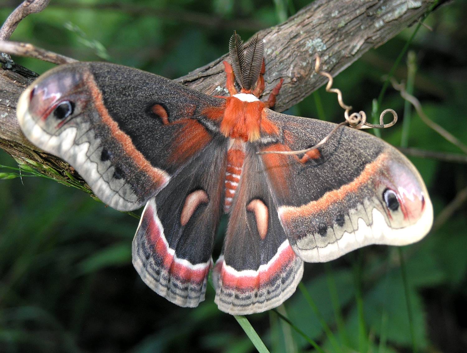 Photo of Cecropia moth