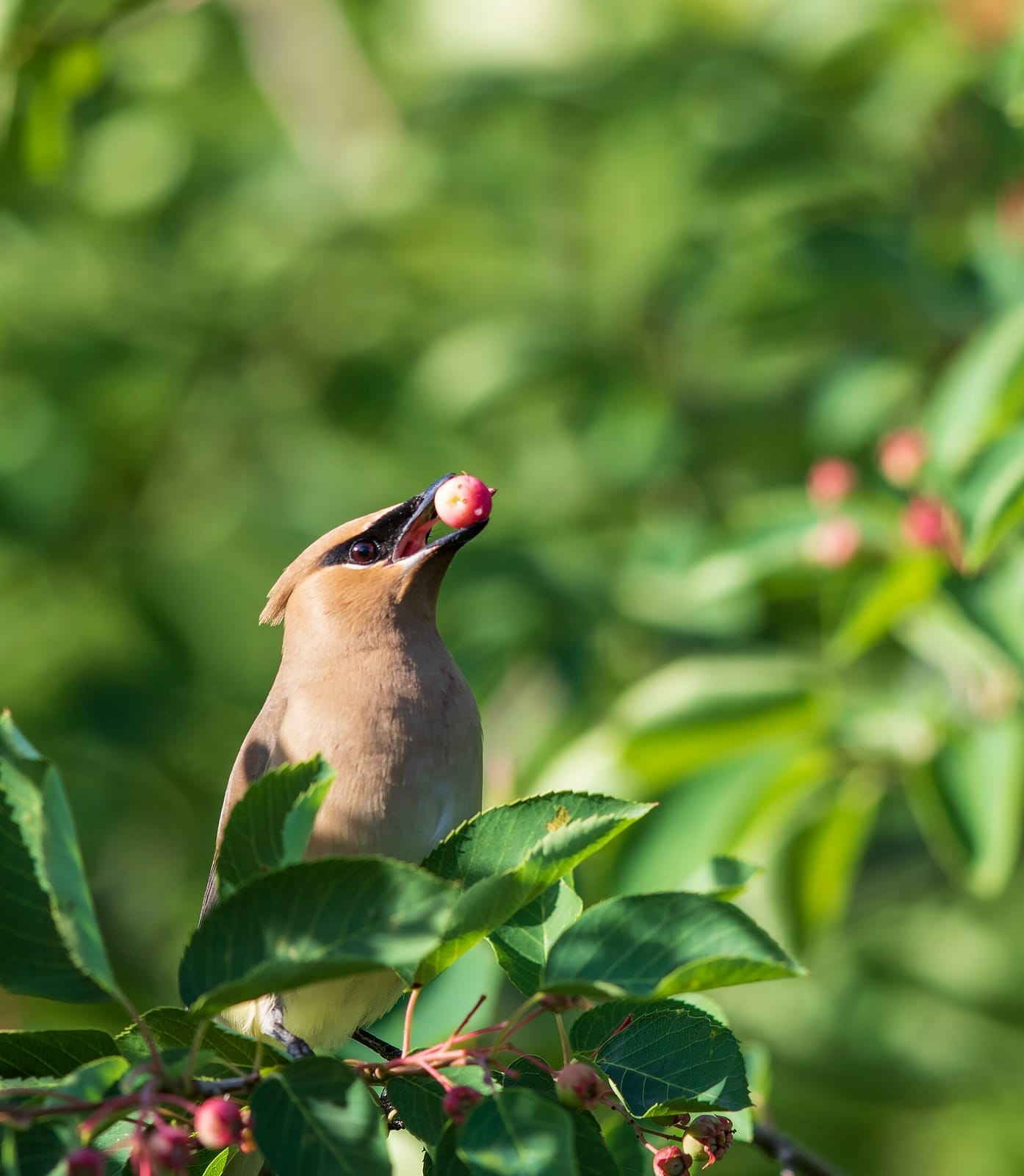 Photo of Cedar waxwing