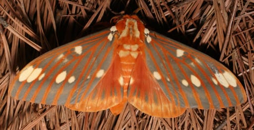 Photo of Regal moth