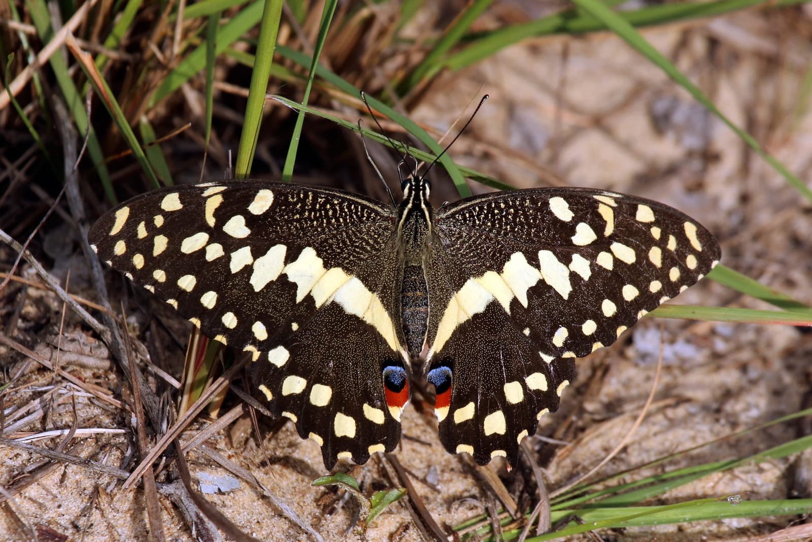 Photo of Citrus swallowtail
