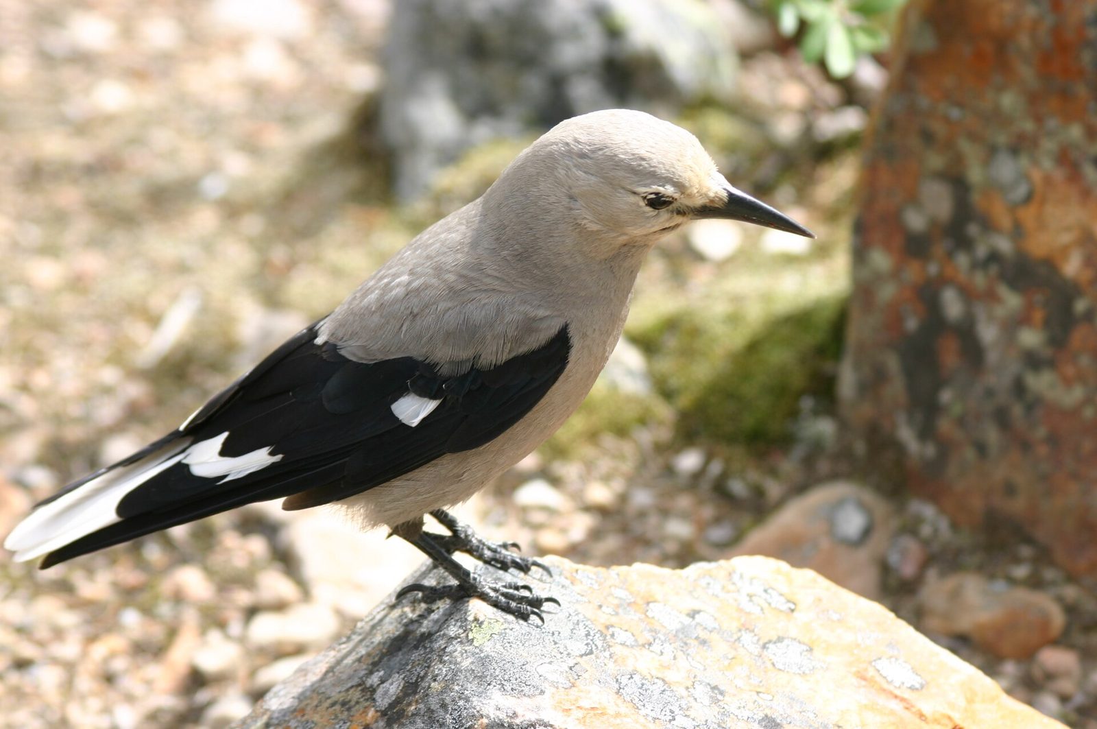 Photo of Clark's nutcracker