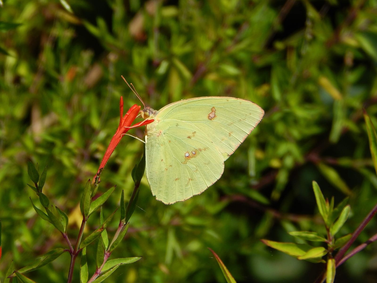 Photo of Cloudless sulphur