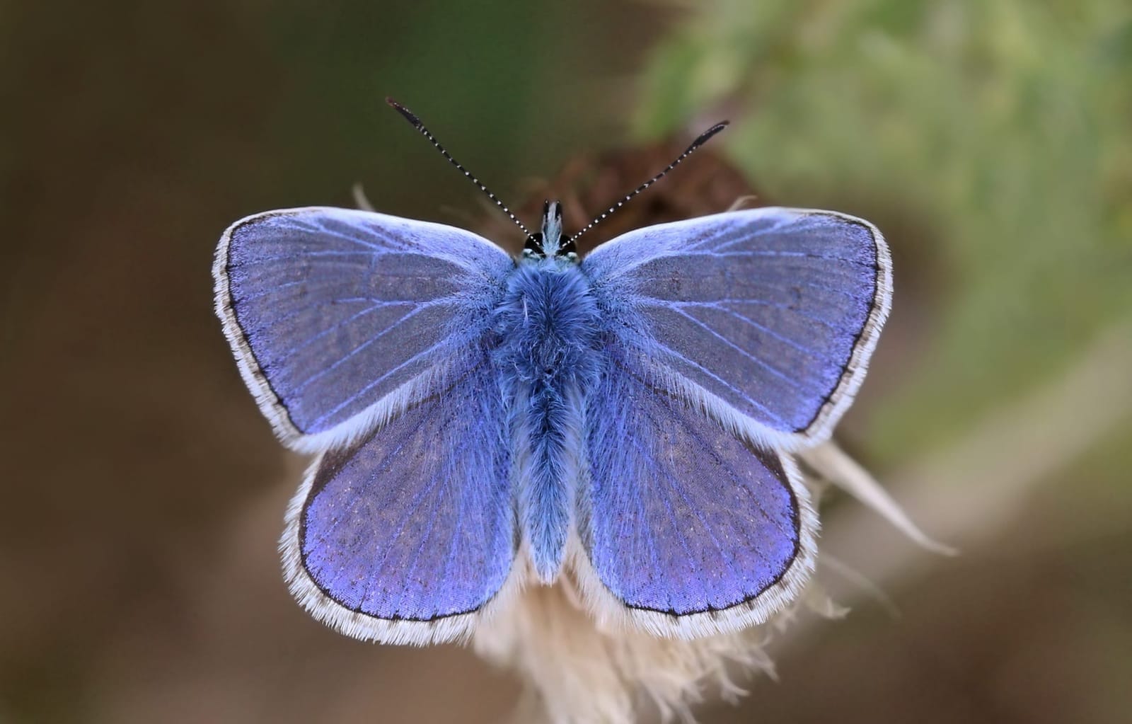 Photo de Argus bleu
