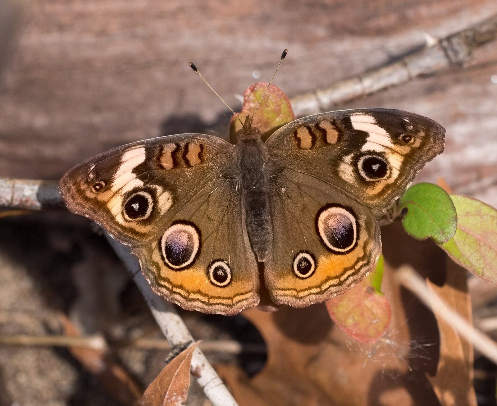 Photo of Common buckeye