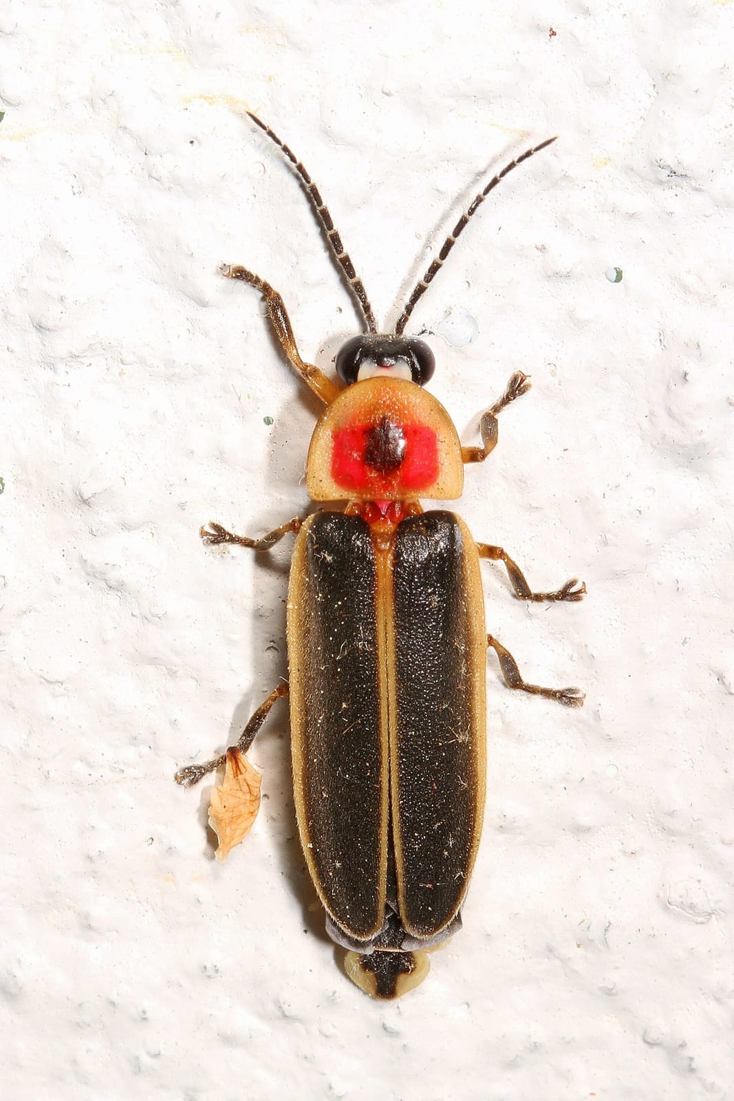 Photo of Common eastern firefly