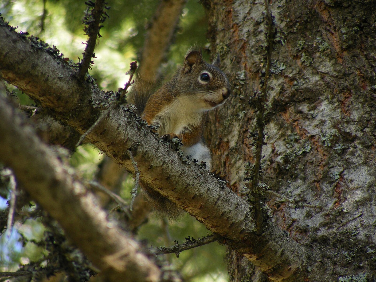 Photo of Douglas squirrel