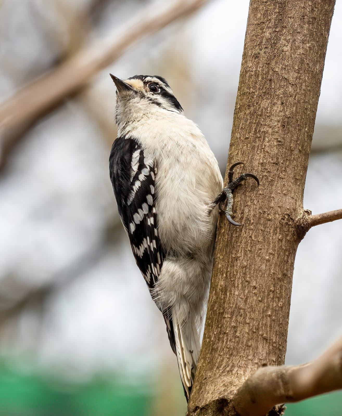 Photo of Downy woodpecker