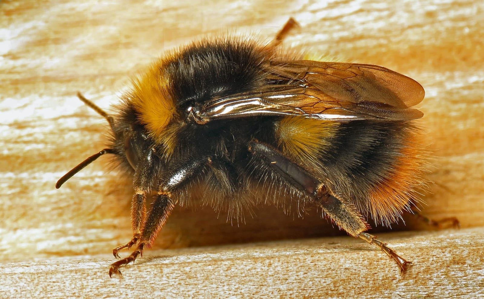Foto de Abejorro temprano