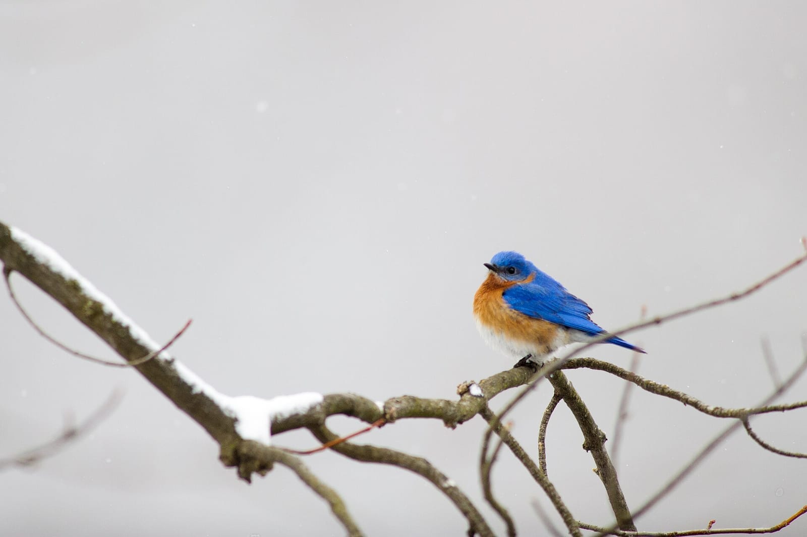 Photo of Eastern bluebird