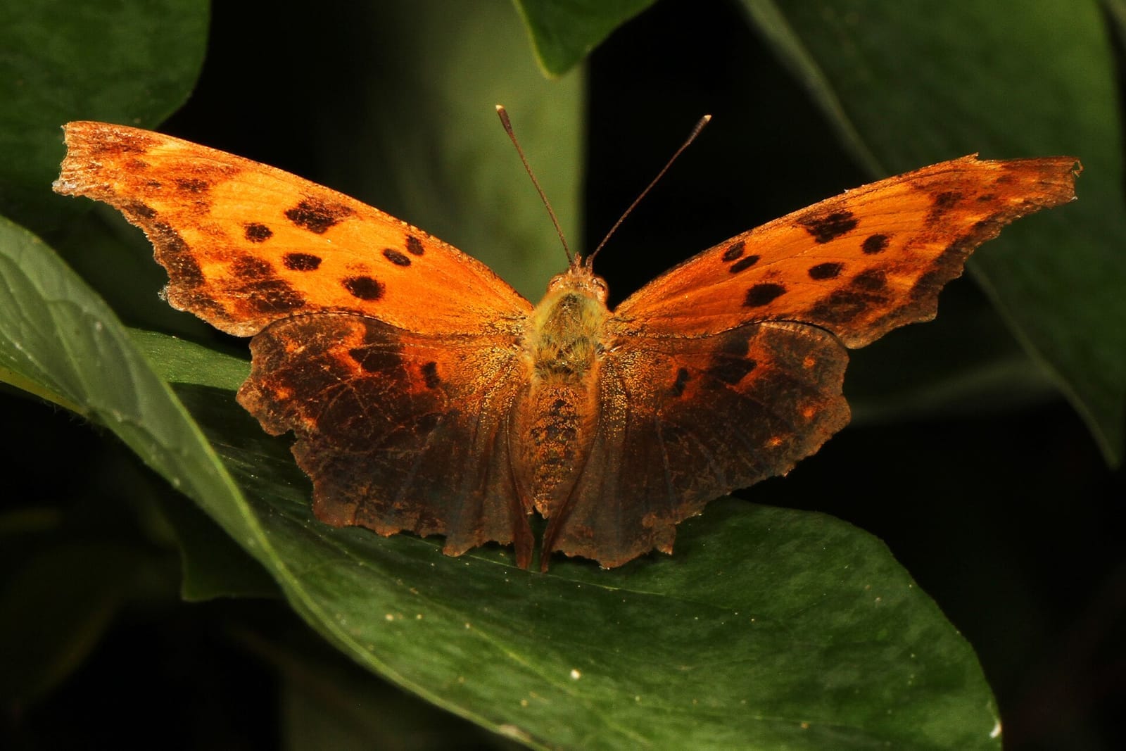 Photo of Eastern comma